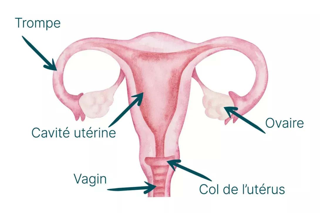 schéma de l'appareil reproducteur féminin